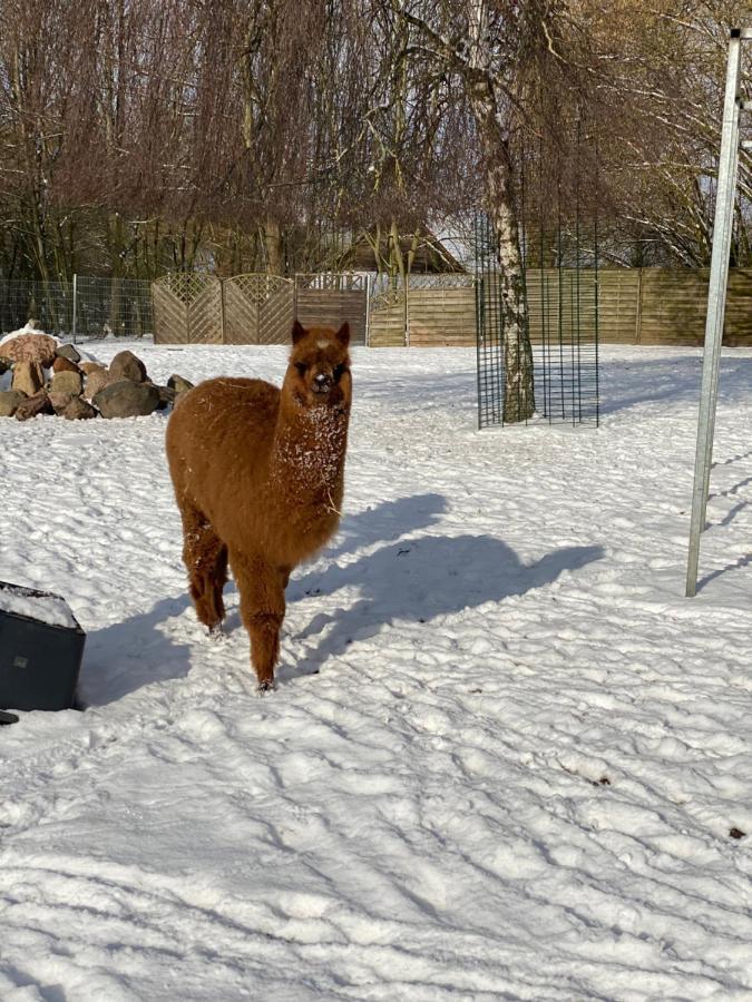 Ferienwohnung Im Park 1 Lenschow Eksteriør bilde
